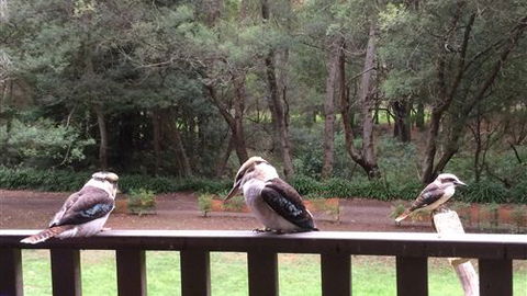 Wildwood Retreat - Tourism TAS 1