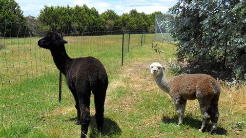 Halls Haven Resort - Tourism TAS 6