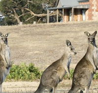 Grampians Pioneer Cottages - Tourism TAS
