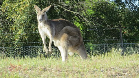 Adelberg - Tourism TAS 7