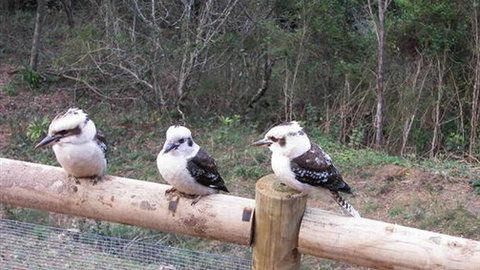 Wattletree Cottage - Tourism TAS 3