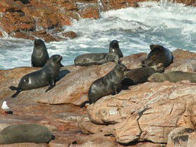 Couch Beach SA Hobart Tourism