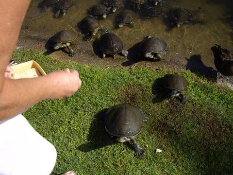 Alexander Lakeside Bed & Breakfast - Tourism TAS 2