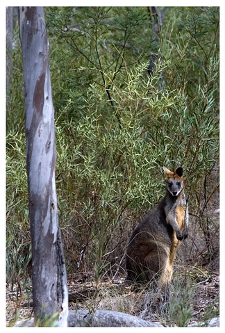 Alivio Tourist Park Canberra - Tourism TAS 12