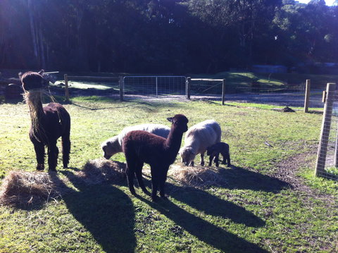 Lalee Farm - Tourism TAS 2