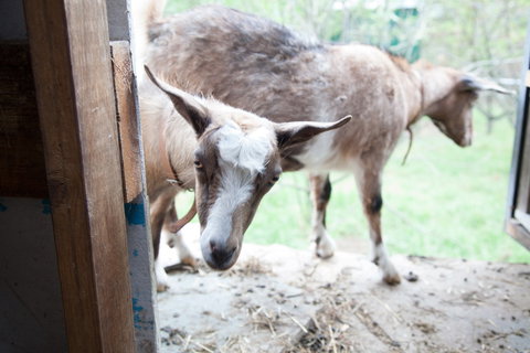 Lalee Farm - Tourism TAS 3