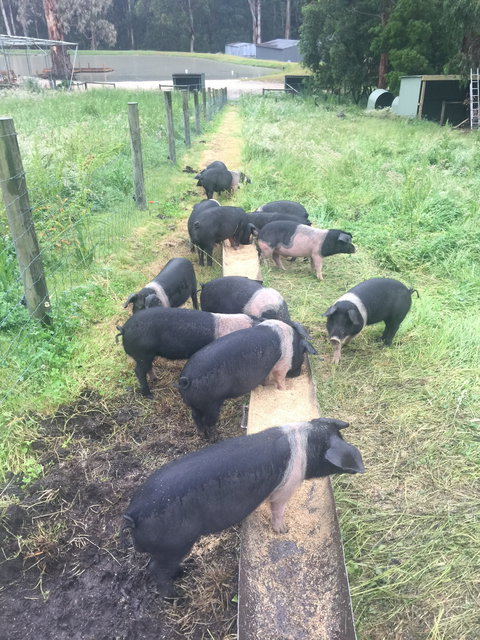 Lalee Farm - Tourism TAS 4