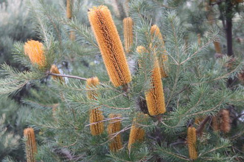 Kurringai Cottage - Tourism TAS 7