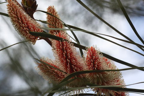 Kurringai Cottage - Tourism TAS 8