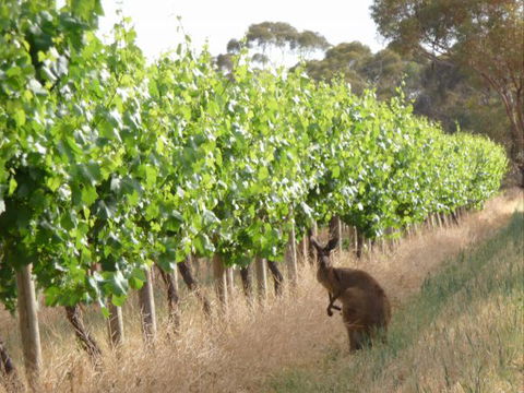Angas Plains Wines Suites - Tourism TAS 6