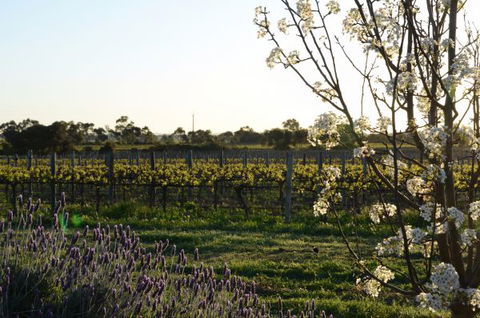Angas Plains Wines Suites - Tourism TAS 7