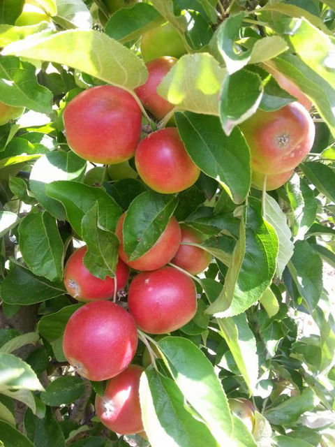 Ballachulish Farm Stay - Hobart Tourism 5