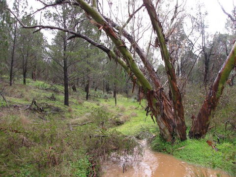 Beetaloo Grove - Hobart Tourism 2