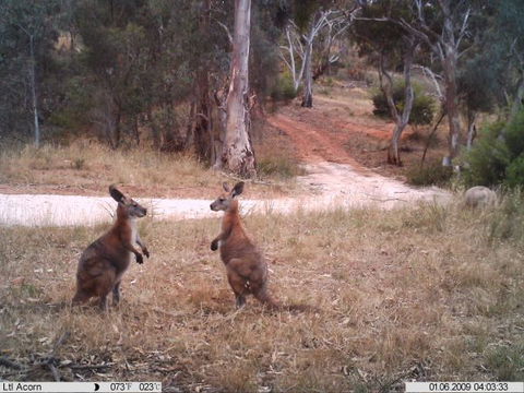 Beetaloo Grove - Hobart Tourism 3