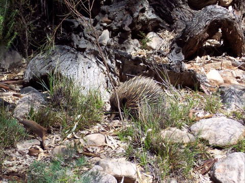 Beetaloo Grove - Hobart Tourism 4