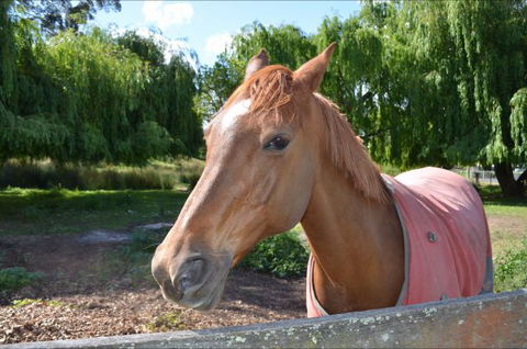 Hawthorn Lodge - Hobart Tourism 2