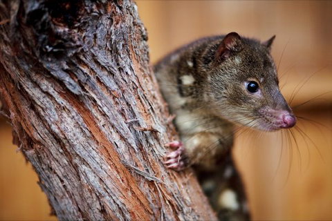 Great Ocean Ecolodge - Tourism TAS 4