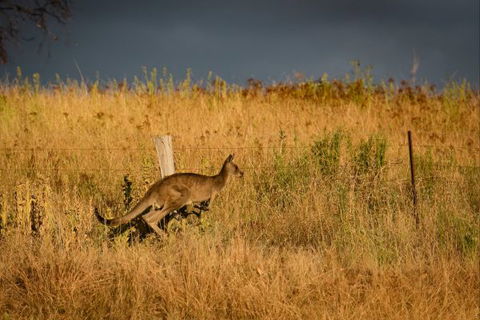 Mt Bellevue Lodge - King Valley - Tourism TAS 5