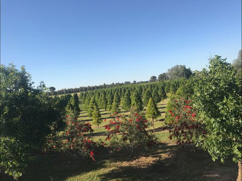 Rutherglen Christmas Trees Farm Stay - Hobart Tourism 0