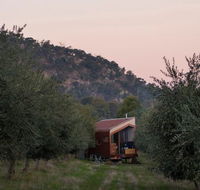 Shacky in the Olive Grove