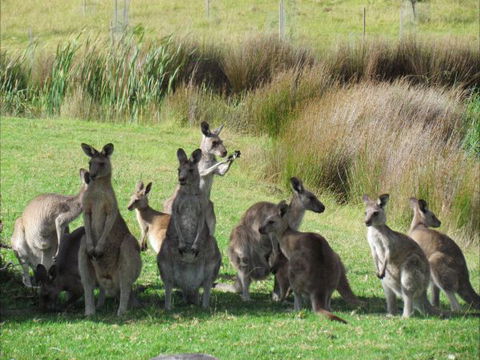 Tanja Lagoon Camp - Hobart Tourism 6