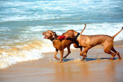 Tilba Coastal Retreat - Tourism TAS 8