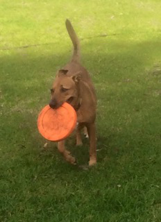 Newcastle K9 Central - Tourism TAS 0