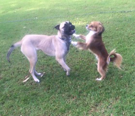 Newcastle K9 Central - Tourism TAS 1