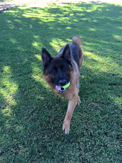 Newcastle K9 Central - Tourism TAS 2