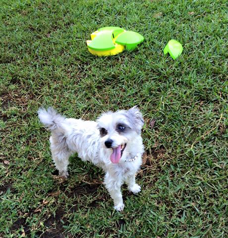 Newcastle K9 Central - Tourism TAS 3