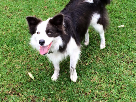 Newcastle K9 Central - Tourism TAS 4