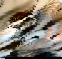 Pet Buddy - Tourism TAS