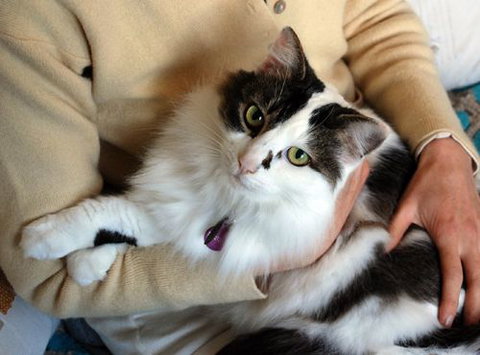 Pet Buddy - Tourism TAS 0