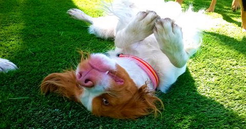 Pet Buddy - Tourism TAS 1