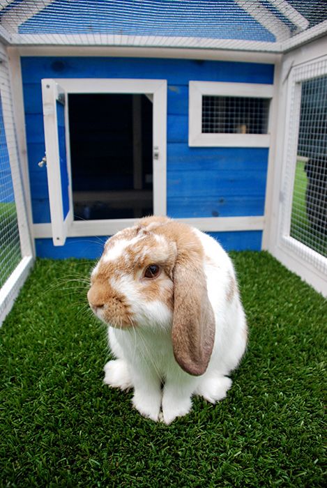 Pet Buddy - Tourism TAS 2