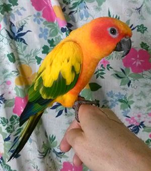 Pet Buddy - Tourism TAS 3