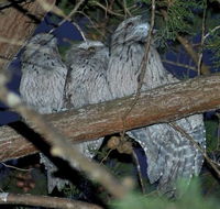 BIG4 Kelso Sands Holiday  Native Wildlife Park - Hobart Tourism