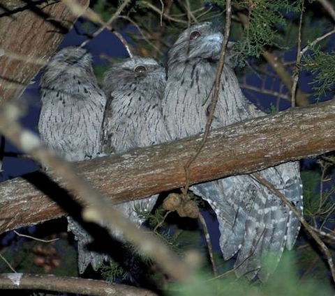 BIG4 Kelso Sands Holiday & Native Wildlife Park - Hobart Tourism 0