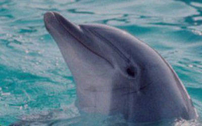 Blue Dolphin Caravan Park & Holiday Village - Tourism TAS 5