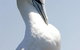 Chocolate Gannets Apollo Bay - thumb 3