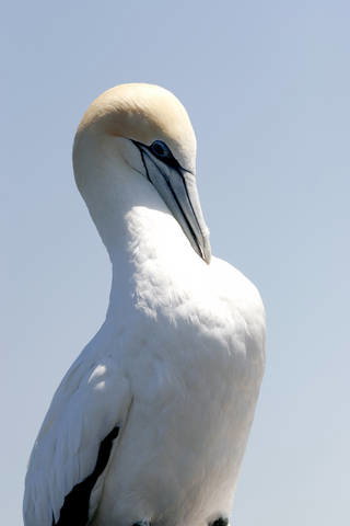 Chocolate Gannets Apollo Bay - Tourism TAS 3