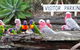 Barambah Bush Caravan & Camping Park - thumb 7