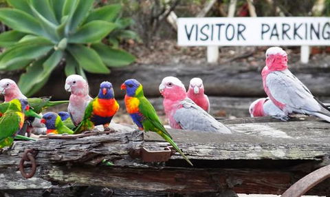 Barambah Bush Caravan & Camping Park - Hobart Tourism 7