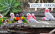 Barambah Bush Caravan & Camping Park - thumb 2