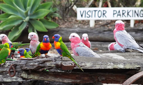 Barambah Bush Caravan & Camping Park - Hobart Tourism 2