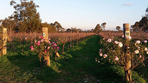Emmas Cottage Vineyard - Tourism TAS 1