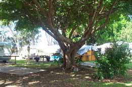 Donnybrook Caravan Park - Tourism TAS 1