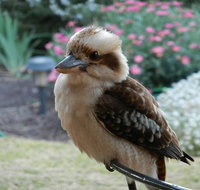 Glenbar Cottage - Tourism TAS