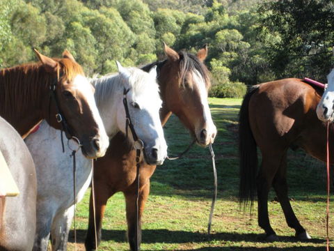 Reynella Kosciusko Rides Homestead - Tourism TAS 4