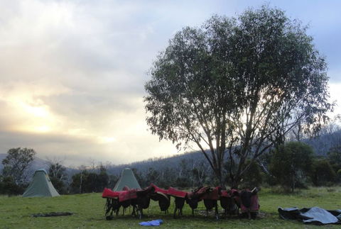 Reynella Kosciusko Rides Homestead - Tourism TAS 9